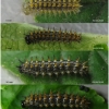 arg paphia larva3 volg